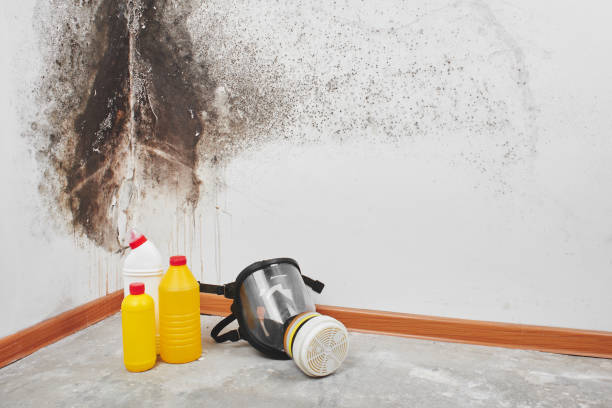 Best Professional Mold Removal  in Spring Valley, NY