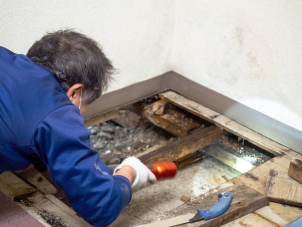 Attic Mold Removal in Spring Valley, NY