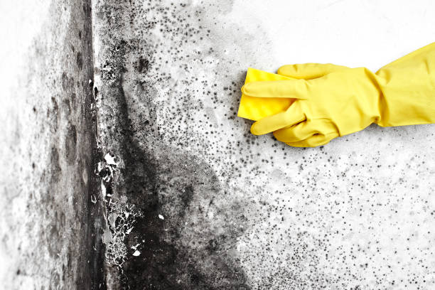 Best Mold Removal Company Near Me  in Spring Valley, NY