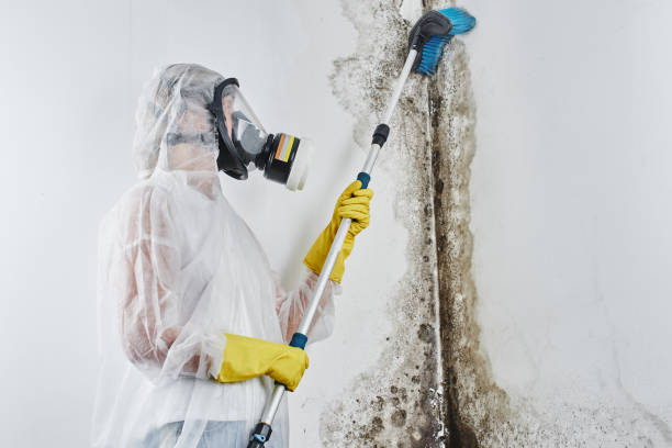 Office Mold Removal Services in Spring Valley, NY