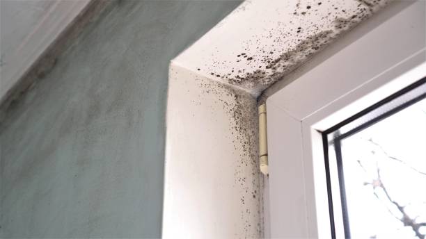 Best Mold Testing  in Spring Valley, NY