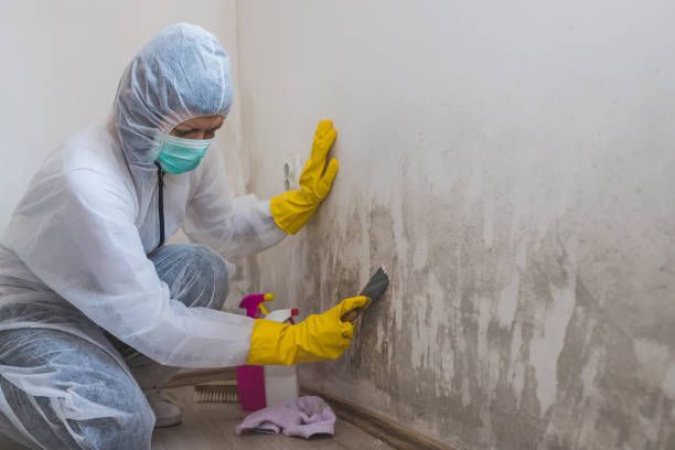 Best Fast Mold Removal  in Spring Valley, NY