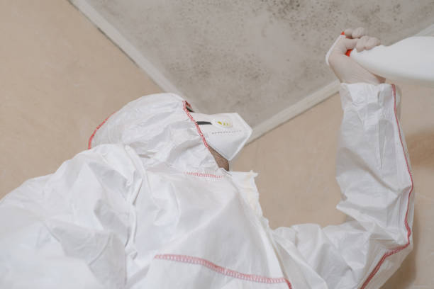 Best Attic Mold Removal  in Spring Valley, NY