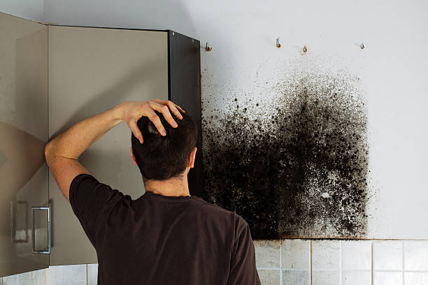 Best Mold Removal Specialists  in Spring Valley, NY