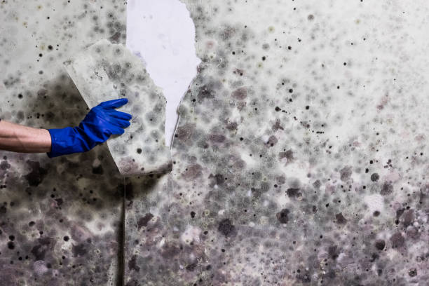 Best Water Damage Restoration  in Spring Valley, NY