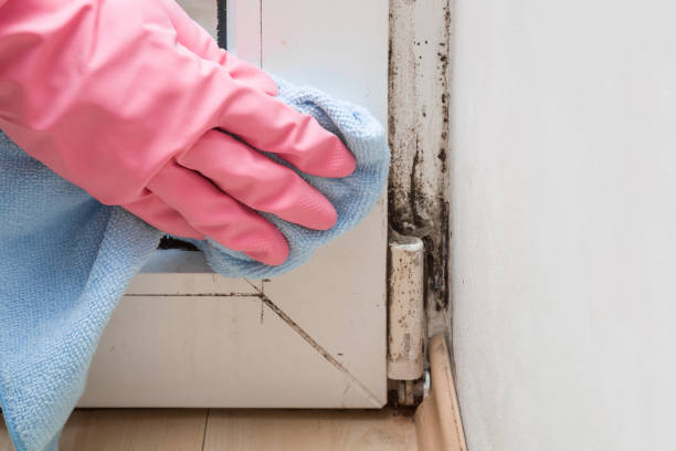 Best Best Mold Removal Companies  in Spring Valley, NY